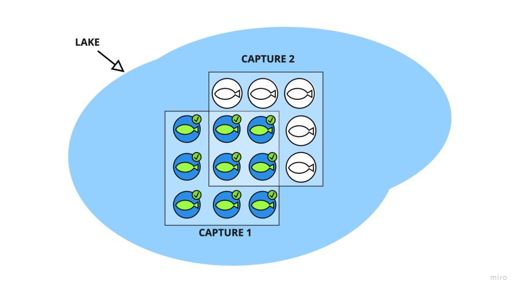 Illustration of the overlap between caught and marked fish, and a second capture of fish where some previously marked fish apear